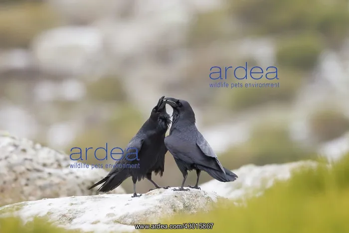: Ravens courtship display January. Spain : Ravens courtship display January. Spain