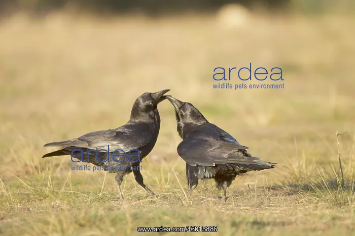: Ravens at feeding station January. Spain : Ravens at feeding station January. Spain