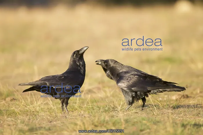 : Ravens at feeding station January. Spain : Ravens at feeding station January. Spain