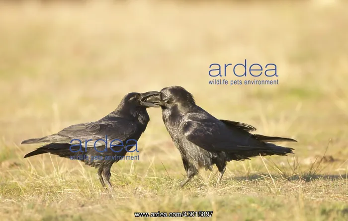 : Ravens at feeding station January. Spain : Ravens at feeding station January. Spain