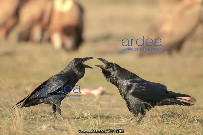 : Ravens at feeding station January. Spain : Ravens at feeding station January. Spain