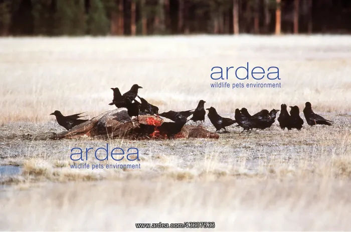 : RAVENS - on dead Elk : RAVENS - on dead Elk