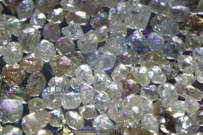 : Raw diamonds : Raw diamonds