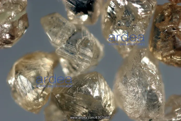 : Raw Diamonds : Raw Diamonds