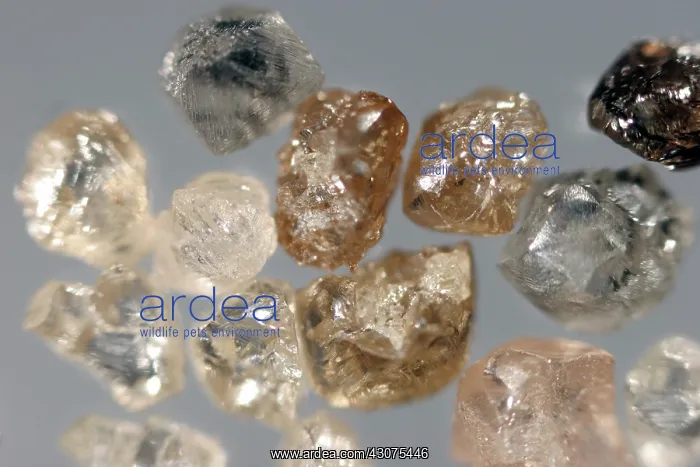 : Raw Diamonds : Raw Diamonds