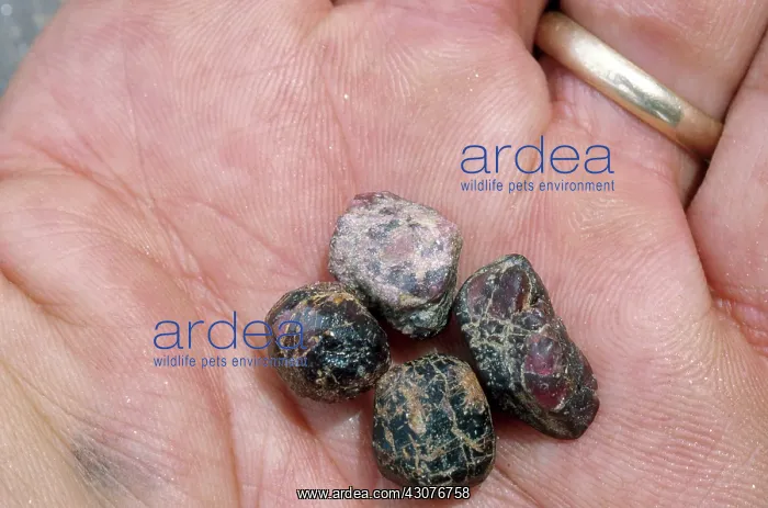: Raw Garnets : Raw Garnets