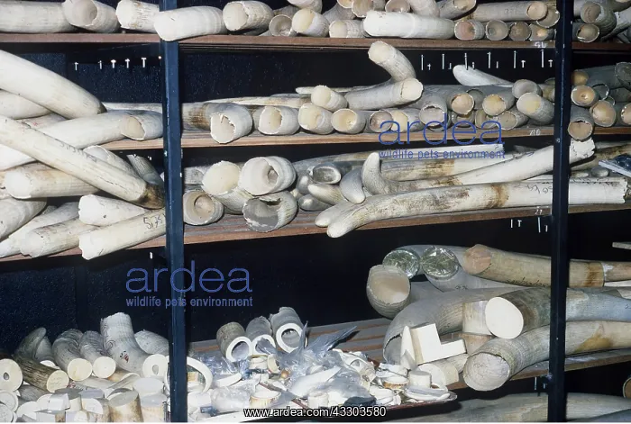 : Raw ivory elephant tusks : Raw ivory elephant tusks