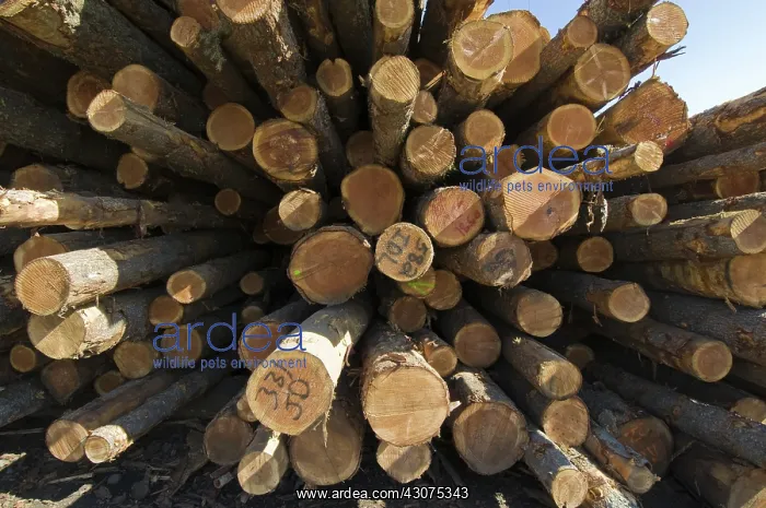 : Raw Logs at Sawmill : Raw Logs at Sawmill