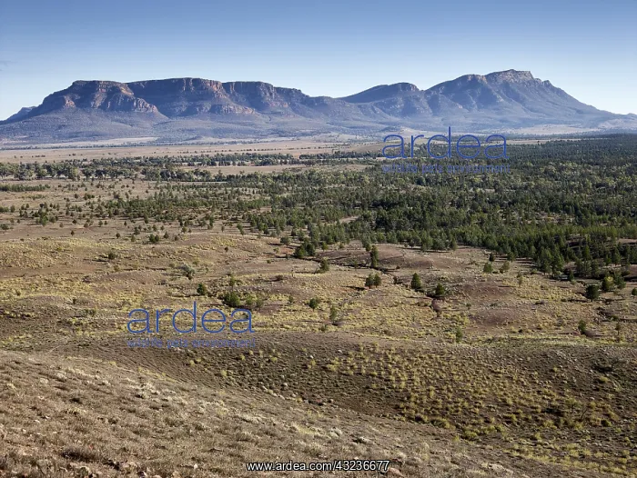 : Rawnsley Bluff is part of Wilpena Pound near : Rawnsley Bluff is part of Wilpena Pound near