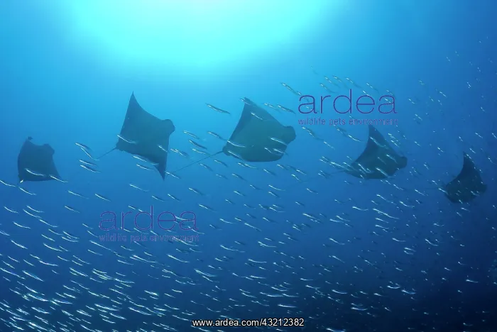 : Five rays (Batoidea) swim past baitfish : Five rays (Batoidea) swim past baitfish