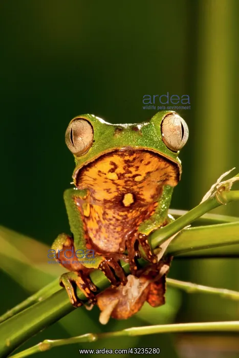 : Razor Backed Monkey Frog Phyllomedusa hypocondryialis : Razor Backed Monkey Frog Phyllomedusa hypocondryialis