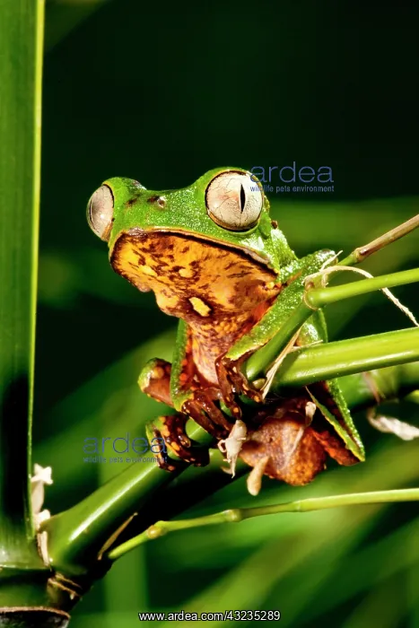 : Razor Backed Monkey Frog Phyllomedusa hypocondryialis : Razor Backed Monkey Frog Phyllomedusa hypocondryialis