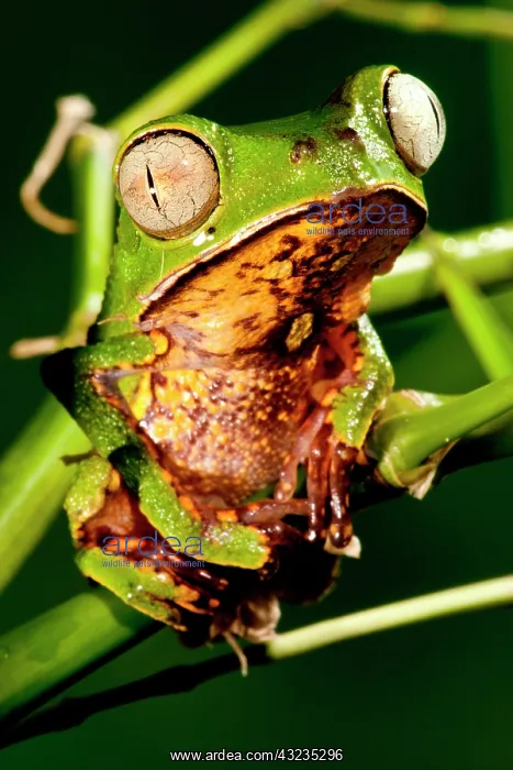 : Razor Backed Monkey Frog Phyllomedusa hypocondryialis : Razor Backed Monkey Frog Phyllomedusa hypocondryialis