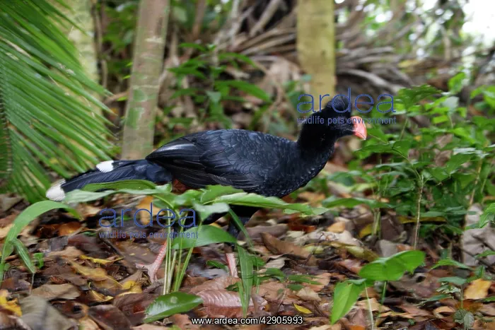 : Razor-billed Curassow : Razor-billed Curassow