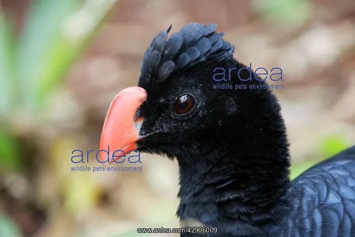 : Razor-billed Curassow : Razor-billed Curassow