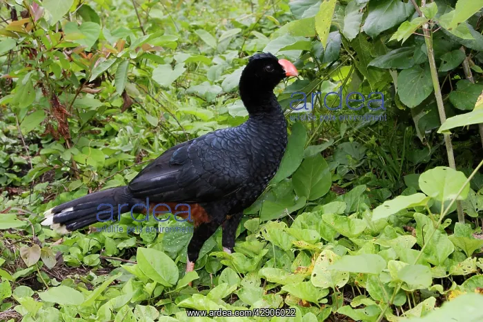 : Razor-billed Curassow : Razor-billed Curassow