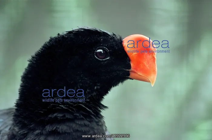 : Razor-billed CURASSOW : Razor-billed CURASSOW