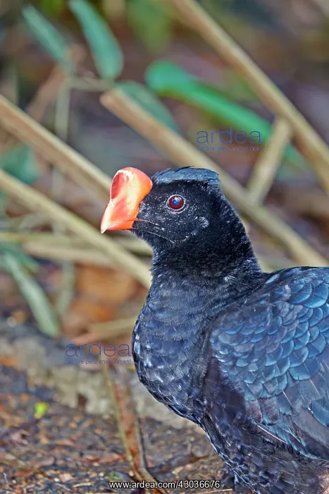 : Razor-billed Curassow formerly treated as a subspecies : Razor-billed Curassow formerly treated as a subspecies
