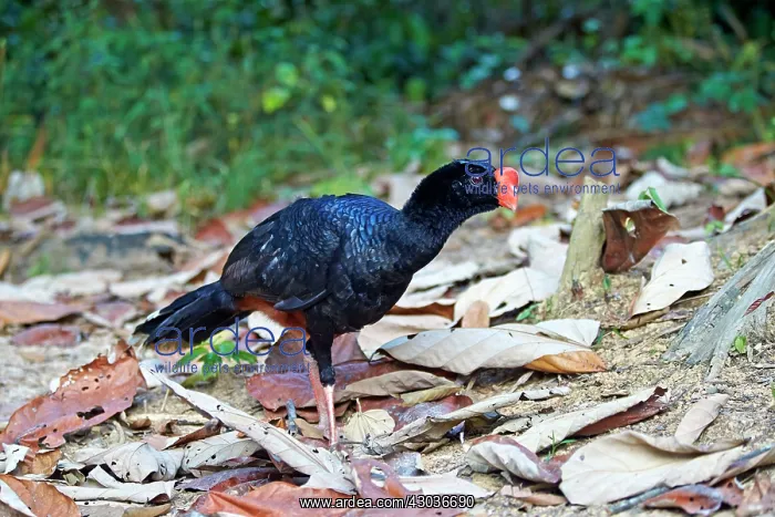 : Razor-billed Curassow formerly treated as a subspecies : Razor-billed Curassow formerly treated as a subspecies