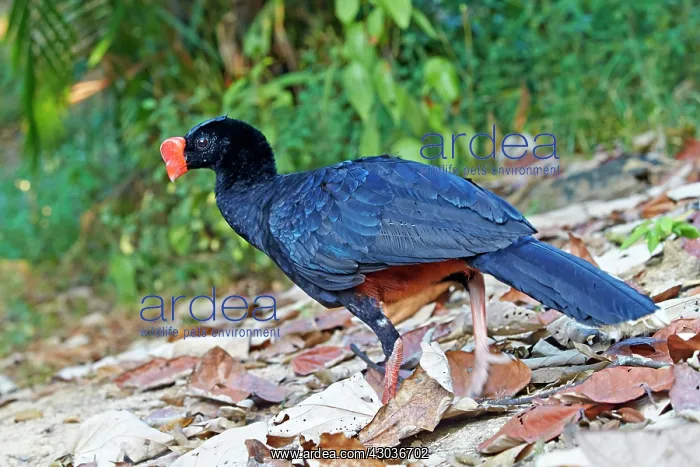 : Razor-billed Curassow formerly treated as a subspecies : Razor-billed Curassow formerly treated as a subspecies