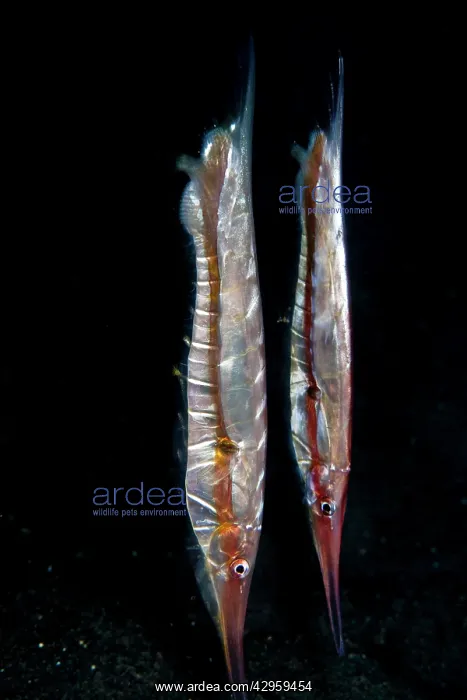  : Razor Fish