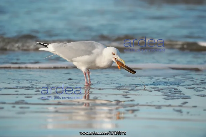 : Razor Shell : Razor Shell
