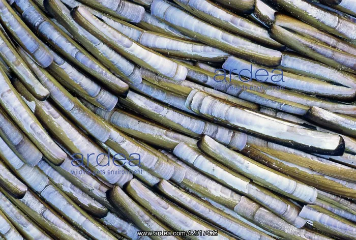 : Razor shells : Razor shells