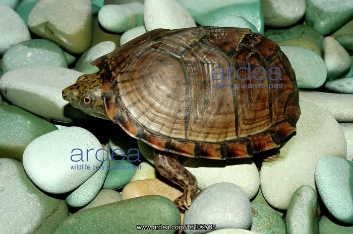 : Razorback Musk Turtle : Razorback Musk Turtle