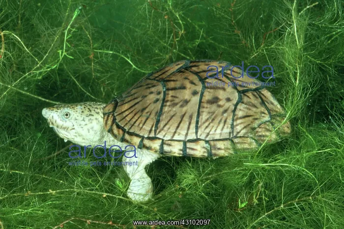 : Razorbacked Musk Turtle : Razorbacked Musk Turtle