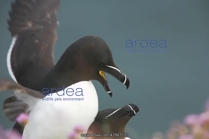 : Razorbill (Alca torda). Fowlsheugh RSPB Reserve, Grampian, UK : Razorbill (Alca torda). Fowlsheugh RSPB Reserve, Grampian, UK