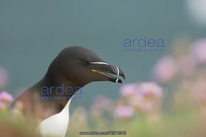 : Razorbill (Alca torda). Fowlsheugh RSPB Reserve, Grampian, UK : Razorbill (Alca torda). Fowlsheugh RSPB Reserve, Grampian, UK