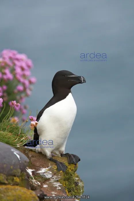 : Razorbill (Alca torda). Fowlsheugh RSPB Reserve, Grampian, UK : Razorbill (Alca torda). Fowlsheugh RSPB Reserve, Grampian, UK