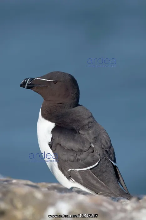  : Razorbill (Alca torda)