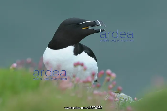 : Razorbill. Portrait of a Razorbill (Alca torda) with Marsh Daisy (Armeria maritima) : Razorbill. Portrait of a Razorbill (Alca torda) with Marsh Daisy (Armeria maritima)