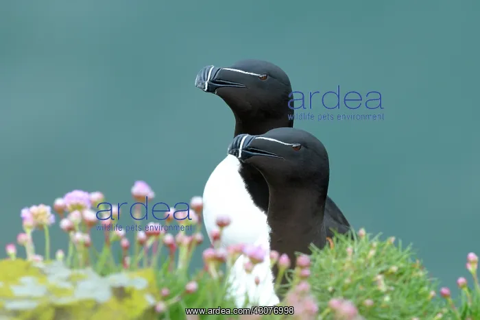 : Razorbill. Portrait of two Razorbills (Alca tirda) looking in the same direction : Razorbill. Portrait of two Razorbills (Alca tirda) looking in the same direction