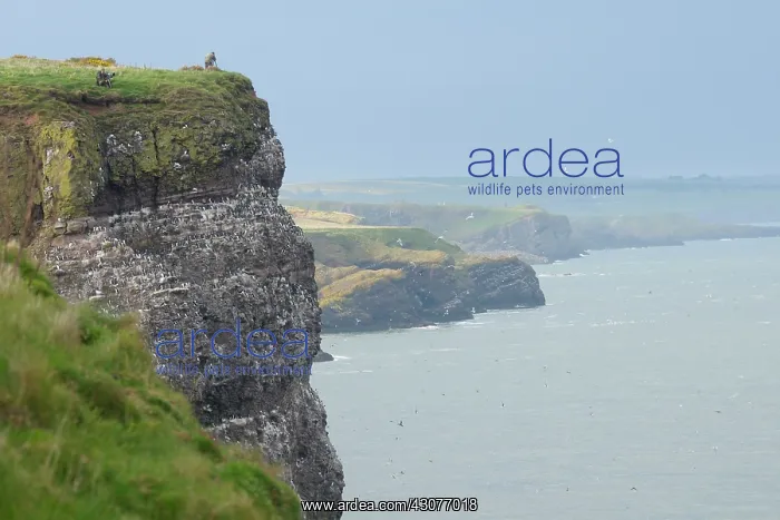 : Razorbill. Seabird rookery with mainly Razorbills : Razorbill. Seabird rookery with mainly Razorbills