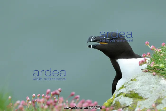 : Razorbill. Portrait of a Razorbill (Alca torda) with bill open and Marsh Daisy : Razorbill. Portrait of a Razorbill (Alca torda) with bill open and Marsh Daisy