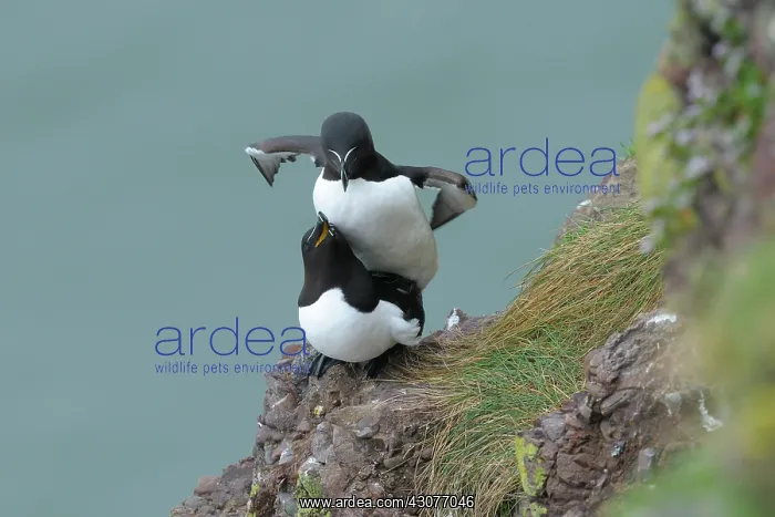 : Razorbill. Pair of Razorbills (Alca torda) mating on cliff : Razorbill. Pair of Razorbills (Alca torda) mating on cliff