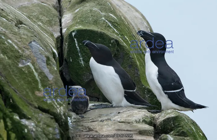 : Razorbill (Alca torda) parents with their newborn chick : Razorbill (Alca torda) parents with their newborn chick