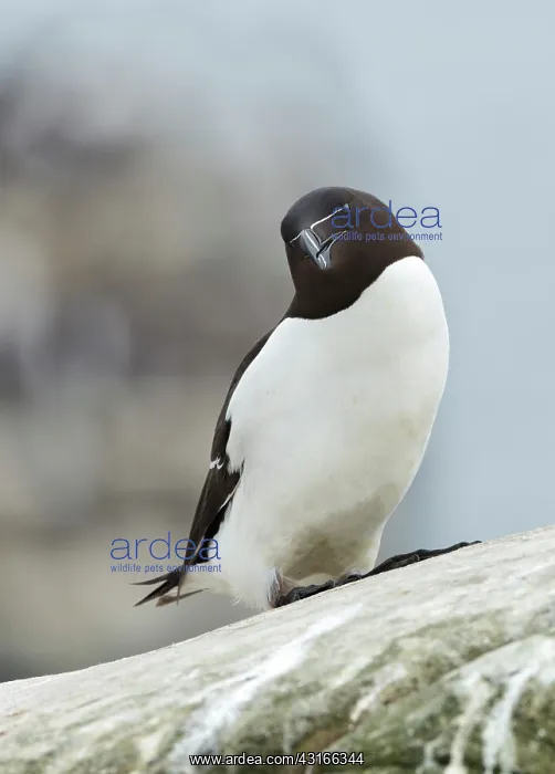 : Razorbill (Alca torda) looking down from a rock : Razorbill (Alca torda) looking down from a rock
