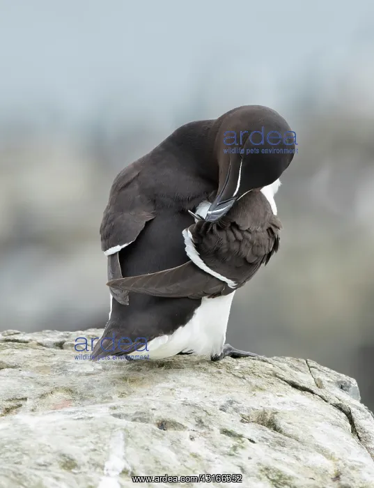 : Razorbill (Alca torda) grooming on a rock : Razorbill (Alca torda) grooming on a rock