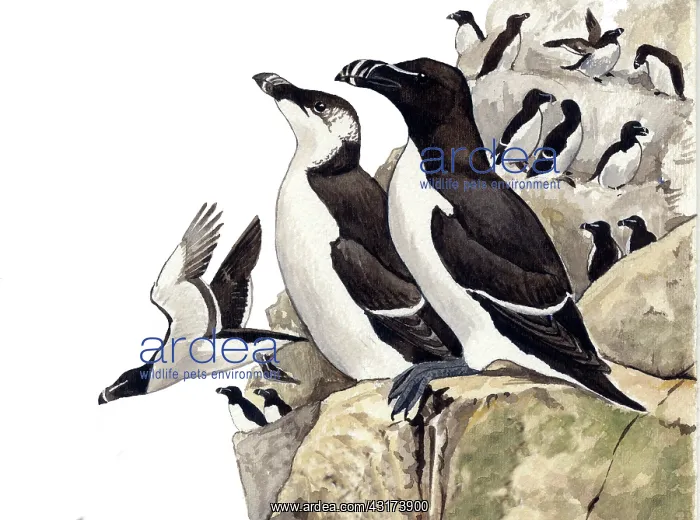 : Razorbill ( Alca torda) adult summer foreground, adult winter behind : Razorbill ( Alca torda) adult summer foreground, adult winter behind