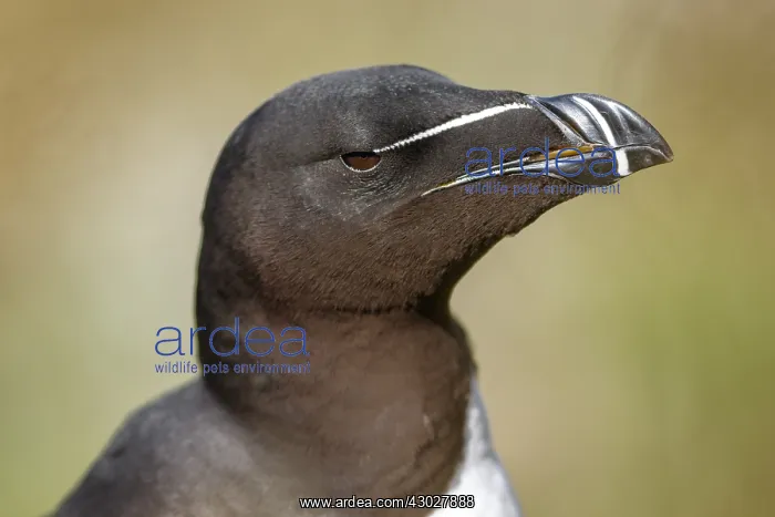 : Razorbill - adult portrait - Scotland, United Kingdom : Razorbill - adult portrait - Scotland, United Kingdom