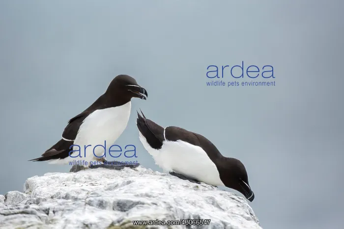 : Razorbill (Alca torda), Farne Islands, England : Razorbill (Alca torda), Farne Islands, England