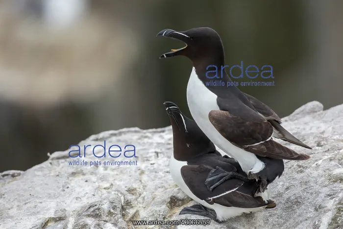 : Razorbill (Alca torda) mating, Farne Islands, England : Razorbill (Alca torda) mating, Farne Islands, England