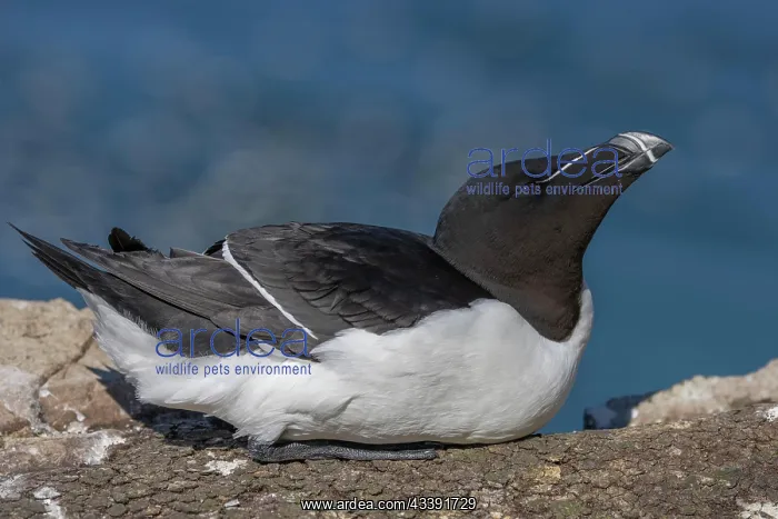 : Razorbill (Alca torda), Rock, Lying on its belly : Razorbill (Alca torda), Rock, Lying on its belly