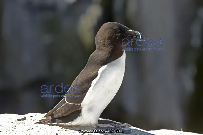: One Razorbill Alca torda on rock outcrop Staple : One Razorbill Alca torda on rock outcrop Staple