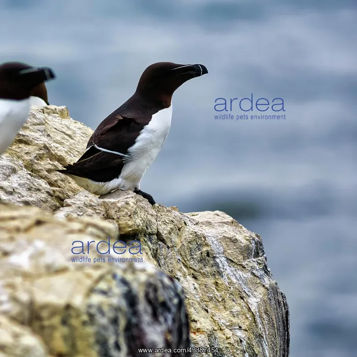 : Razorbill (Alca torda) on a rock, Staple Island : Razorbill (Alca torda) on a rock, Staple Island