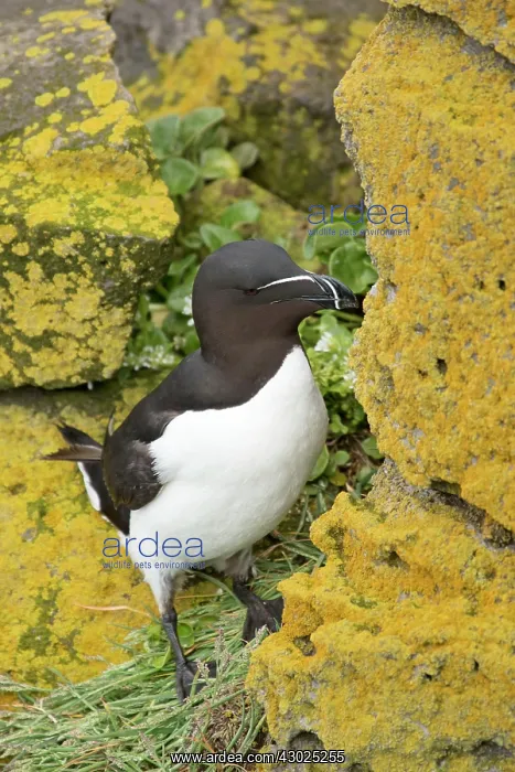 : Razorbill - on breeding cliffs : Razorbill - on breeding cliffs
