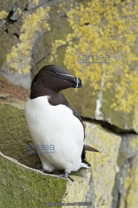 : Razorbill - on breeding cliffs : Razorbill - on breeding cliffs